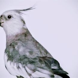 Beautiful Baby Cockatiels Available from Loving Home in Port Saint Lucie, fl