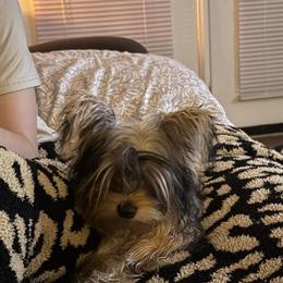 Yorkshire Terrier - Sweet 9-Month-Old Female in Elizabethtown, nc