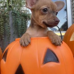 Tiny 12-week-old Chihuahua Girl with Sweet Hazel Eyes in Roseville, mi