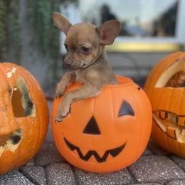 Chihuahua Puppy - 12 Weeks Old and Ready for a New Home in Roseville, mi