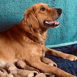 Purebred AKC Golden Retriever Puppies Ready for Forever Homes in Sanford, nc