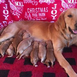 Golden Retriever Puppy Ready for Forever Home - Brown Collar in Sanford, nc