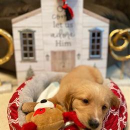 Purebred AKC Golden Retriever Puppy Ready for Forever Home in Sanford, nc