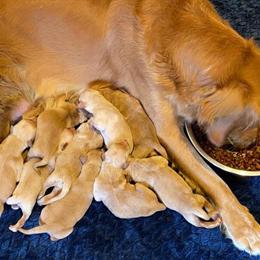 Golden Retriever Puppy Available Now - Burgundy Collar in Sanford, nc