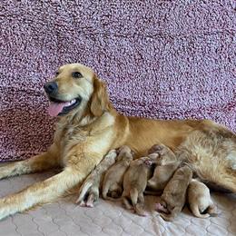 Golden Retriever Puppies Ready for Forever Homes in Sanford, nc