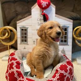 Purebred AKC Golden Retriever Puppies Ready for Forever Homes in Sanford, nc