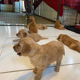 Golden Retriever Puppy Ready for Forever Home - Yellow Collar in Sanford, nc