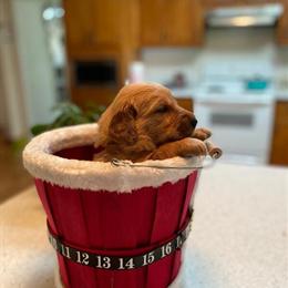 Purebred AKC Golden Retriever Puppy Ready for New Home Now in Sanford, nc