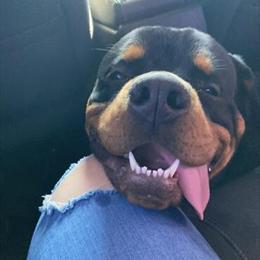 Rottweiler Stud Available for Breeding in Ypsilanti, mi