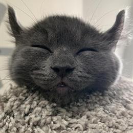 Sphinx Cat - 3 Years Old, Playful and Affectionate in Saint Paul, mn