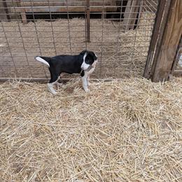 Border Collie Puppies for Sale in El Paso, il