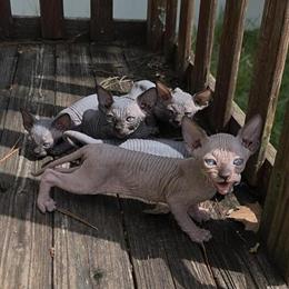 Sphynx Kittens Available in Orlando in Orlando, fl