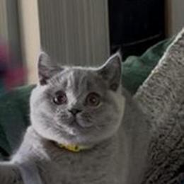 British Shorthair Blue Female Available for Rehoming in Clearwater, fl
