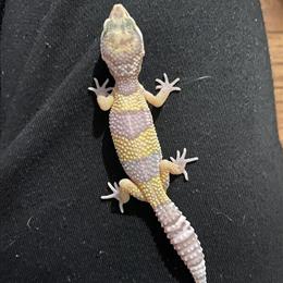 Leopard Geckos for Sale in Staten Island, ny