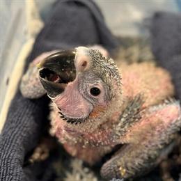 Blue and Gold Macaw Baby Available for Deposit in Schaumburg, il