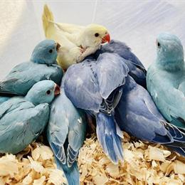 Handfed Indian Ringneck Babies Available Now in Schaumburg, il