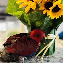 Gorgeous Female Vosmaeri Eclectus Parrot for Deposit in Schaumburg, il