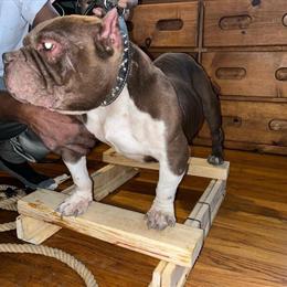 American Bully Stud Griffin Ready for Breeding in Park Forest, il