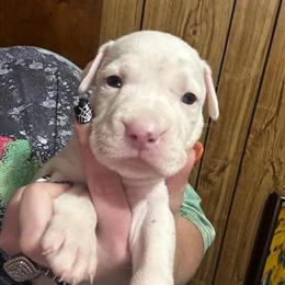 Pit Bull Puppies Available for Adoption in Fayetteville, nc