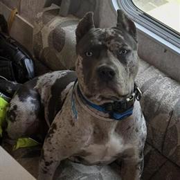 XL American Bully for Adoption in Menomonie, wi