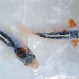 Domestic Blue Koi for Sale in Tobyhanna, pa