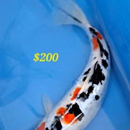 Japanese Koi for Sale - Various Sizes and Prices in Tobyhanna, pa