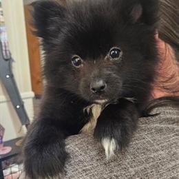 Pomeranian Puppies: 4 Months Old, Black, Ready for New Homes in Frankfort, ky