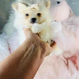 Pomeranian Puppies Available in Pembroke Pines in Miami, fl