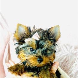 Yorkshire Terrier Teacup and Toy Puppies in Miami, fl