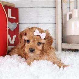 Cavapoo Puppies Available with Shots in Miami, fl