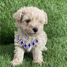 Poodle Puppies for Sale - Adorable and Playful in Miami, fl
