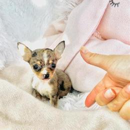 Chihuahua Puppies Available Starting at $950 in Miami, fl