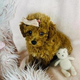 Gorgeous Teacup Red Poodle Available in Miami, fl
