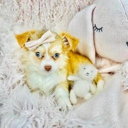 Chihuahua Puppy Available Near You in Miami, fl