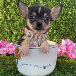Maltese, Chihuahuas, Yorkies, Pomeranians, and Teacup Poodles Available in Miami, fl