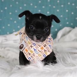 Chihuahuas Teacups & Toys Available for Delivery in Miami, fl