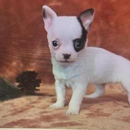 Chihuahua Teacup and Toy Puppies for Hand Delivery in Miami, fl