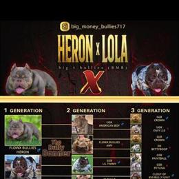 Micro Bully for Sale - 5 Months Old in Harrisburg, pa