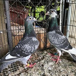 Racing Homer Pigeons for Sale in Scranton, pa