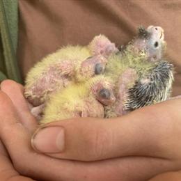 Baby Cockatiels Ready for Adoption in Cincinnati, oh