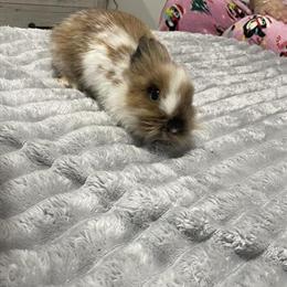 Rabbits for Adoption - 1 Year Old in Ada, mi