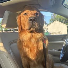 Golden Retriever Proven Stud Available for Breeding in Greensboro, nc