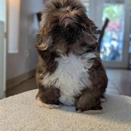 Shih Tzu Puppies CKC Registered Available in Tampa, fl