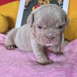 English Bulldogs Available - Merle and Lilac Tri Females in Grand Blanc, mi