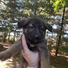 Full Blooded German Shepherd Puppies Available in Danville, il
