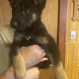 Full Blooded German Shepherd Puppy for Sale in Danville, il