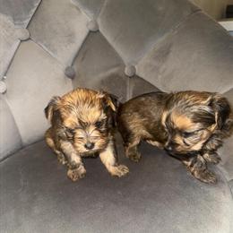 Yorkshire Terrier Puppies for Adoption in Hampton, va