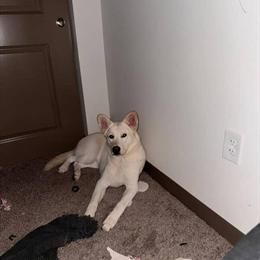 Energetic Dog Free to a Good Home in Cleveland, oh