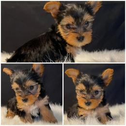Yorkshire Terrier Puppies Available in Chattanooga, tn