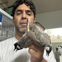 European Goldfinch and Siskins for Breeding - Singing Males Available in Santa Ana, ca